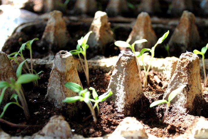 tomato seedlings