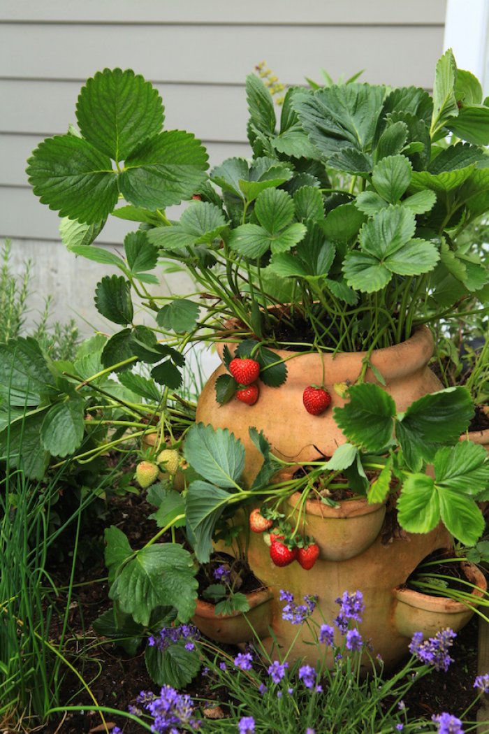 Make a DIY Watering Tube for Strawberry Planters Angie�s