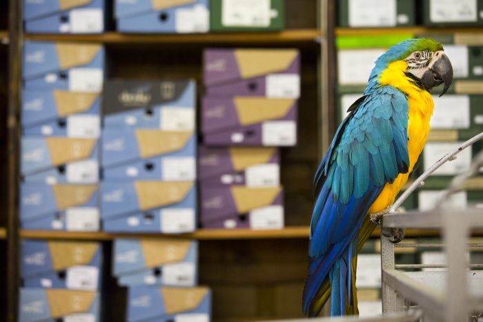 Stout's shoes parrot