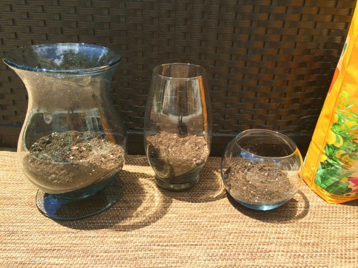 soil in DIY terrarium