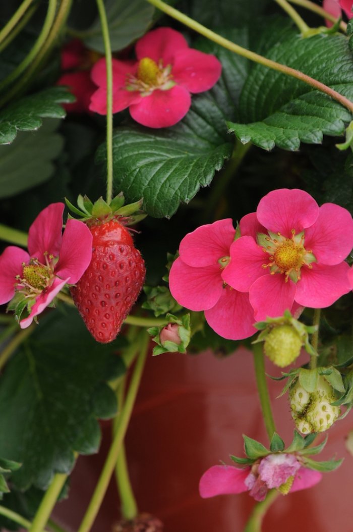 toscana strawberries from Monrovia
