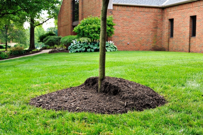How To Properly Mulch Your Trees Angie S List Tree Mulch