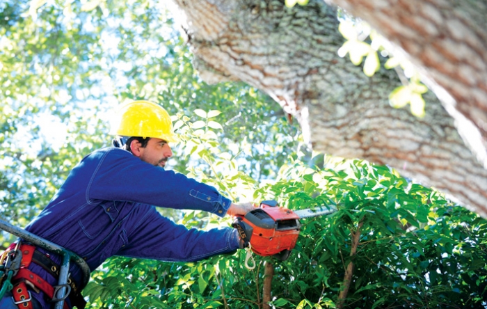 man trimming tree