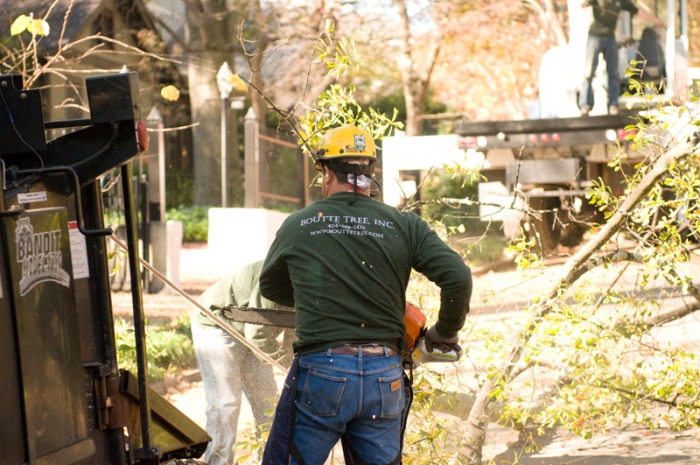 workers cutting down a tree