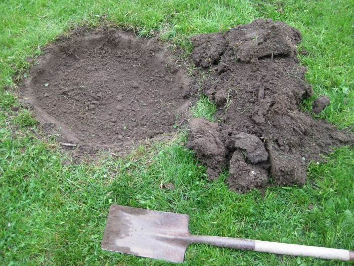 Hole for a tree