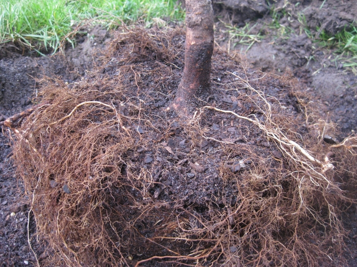 Tree roots