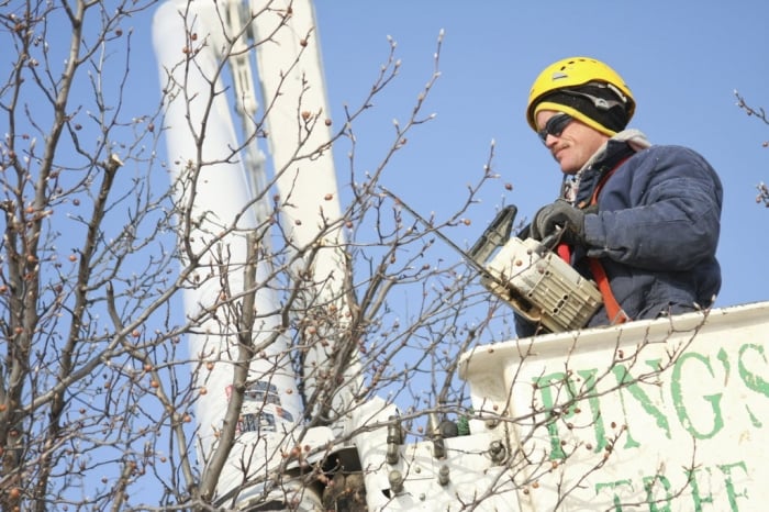 Tree trimming