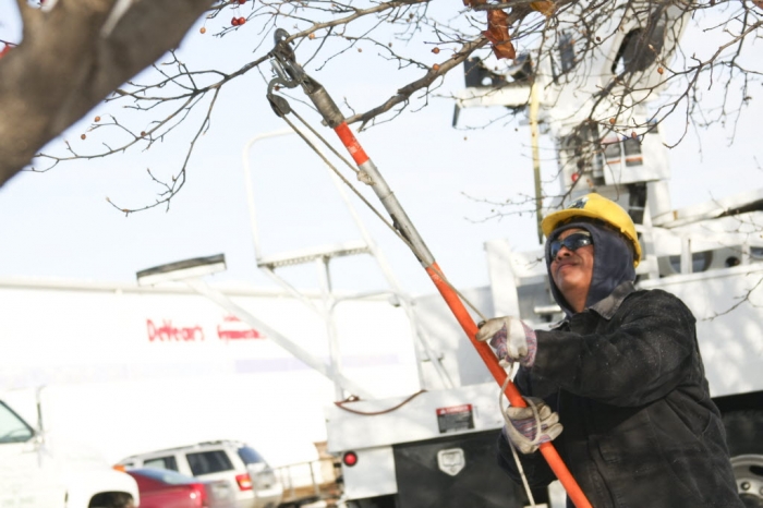 A tree service employee trimming a tree