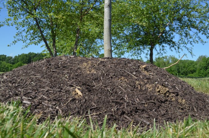 Small tree with volcano mulch