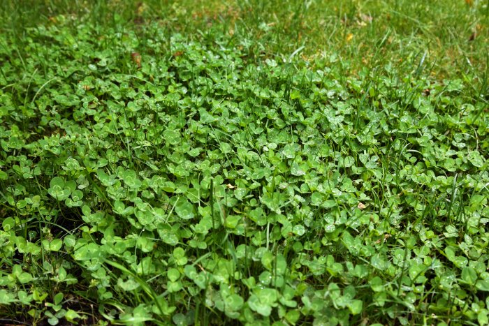 Clover indicates your lawn is healthy. (Photo courtesy of Melissa Caughey/Tilly's Nest)