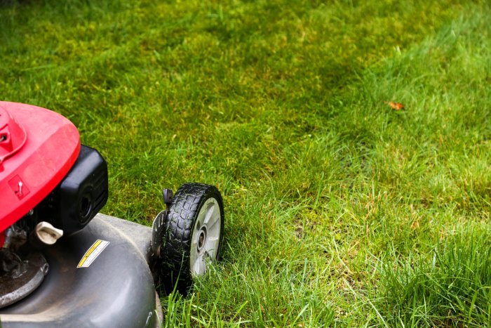 Mowing a lawn too short can damage a healthy lawn. (Photo courtesy of Melissa Caughey/Tilly's Nest)