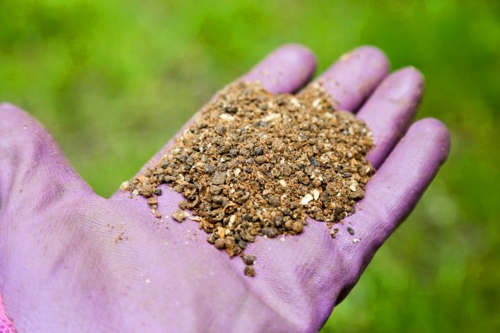 Apply a fertilizer regularly to keep your lawn fed. (Photo courtesy of Melissa Caughey/Tilly's Nest)