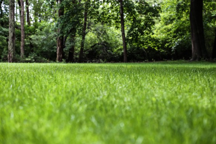 A healthy lawn will improve the look of your landscaping. (Photo courtesy of Melissa Caughey/Tilly's Nest)