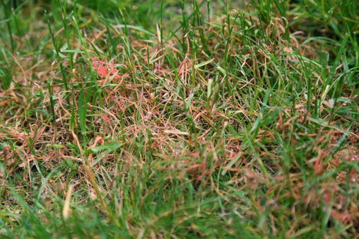 Lawns are susceptible to diseases, like red thread. (Photo courtesy of Melissa Caughey/Tilly's Nest)