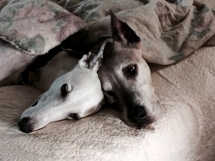 Greyhounds of Angie's List member Melanie Sill laying in bed under covers