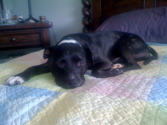 Angie's List member Renee Bowe's rescued dog, Friday, laying on bed.