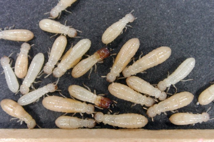 how does fumigation work