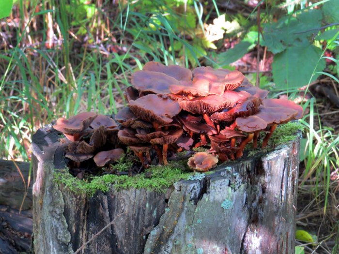 Mushrooms growing out of tree stump