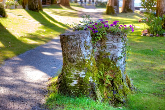Tree stump with flowers growing out of top