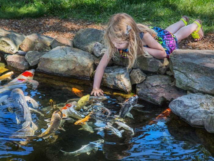 Girl playing with koi fish in small pond