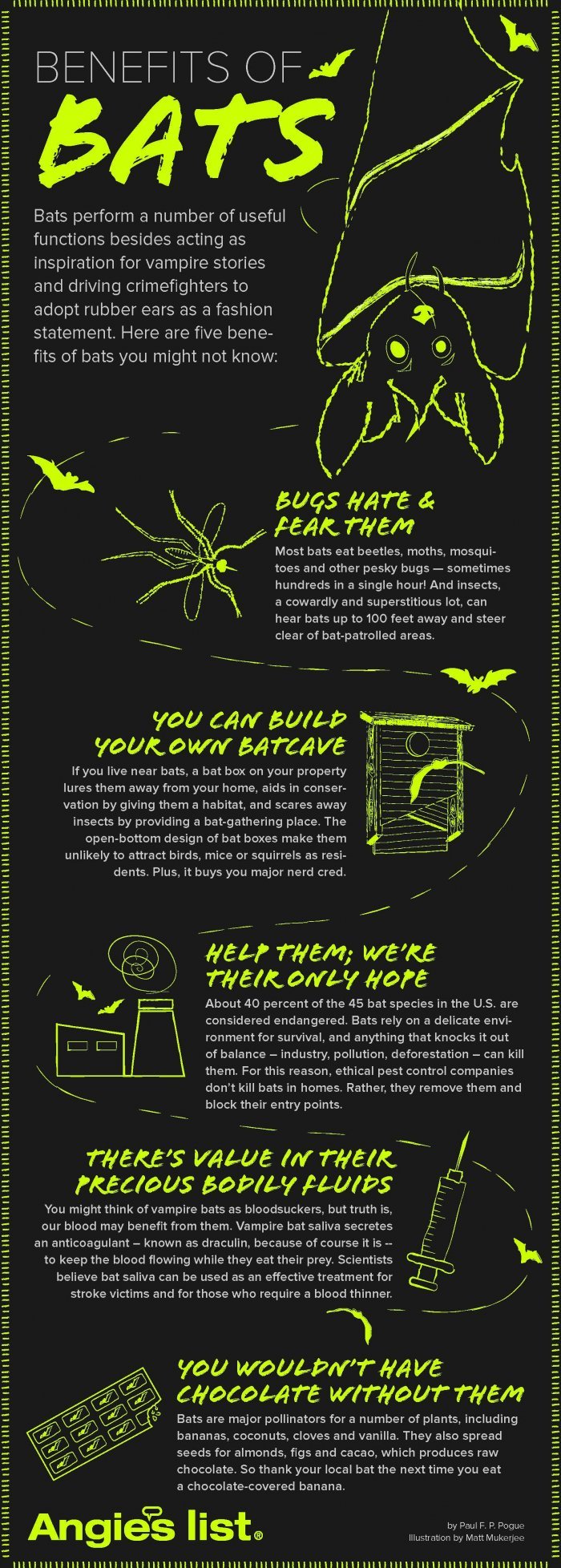 Bat graphic