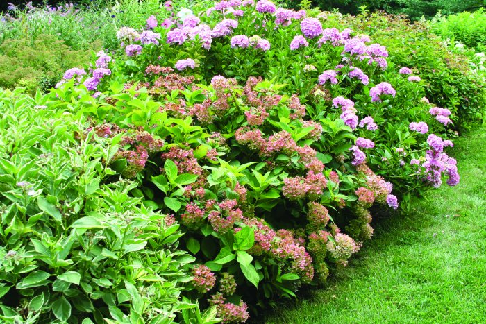 Be sure to consider the amount of light when deciding where to place your plants. (Photo courtesy of Ellen Goff)