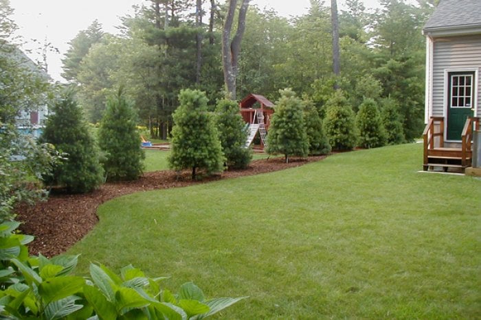 Evergreen trees along a property line. Evergreen trees along a property line.