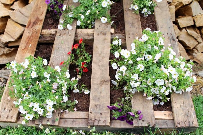 diy vertical pallet garden