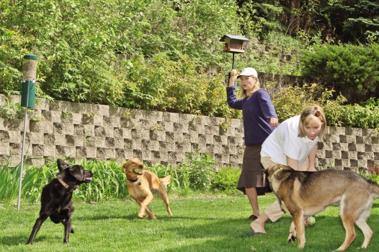 Which Chicago Neighborhoods are DogFriendly? Angie's List