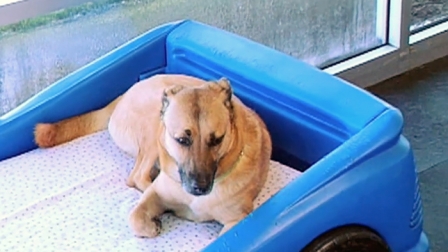 How Much Does Doggy Day Care Cost? | Angie's List