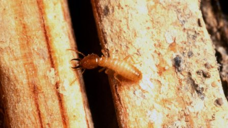 termite how much is