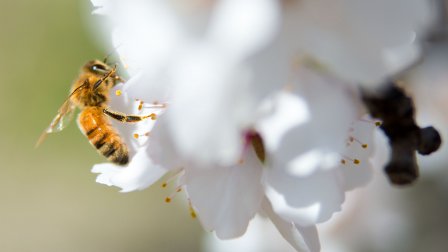 home backyard insects and bugs (Photo by USGS Bee Inventory and Monitoring Lab/David Kosling)