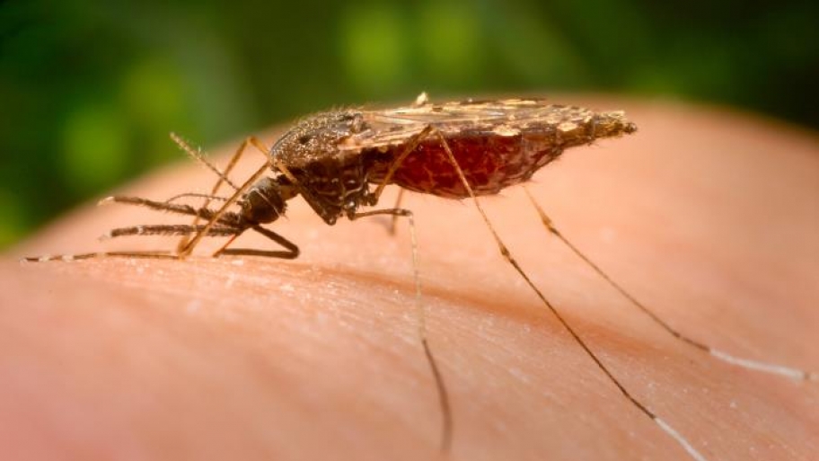 Bugged by Mosquitoes? Biting Insects Land D.C. on Worst List Angie's List