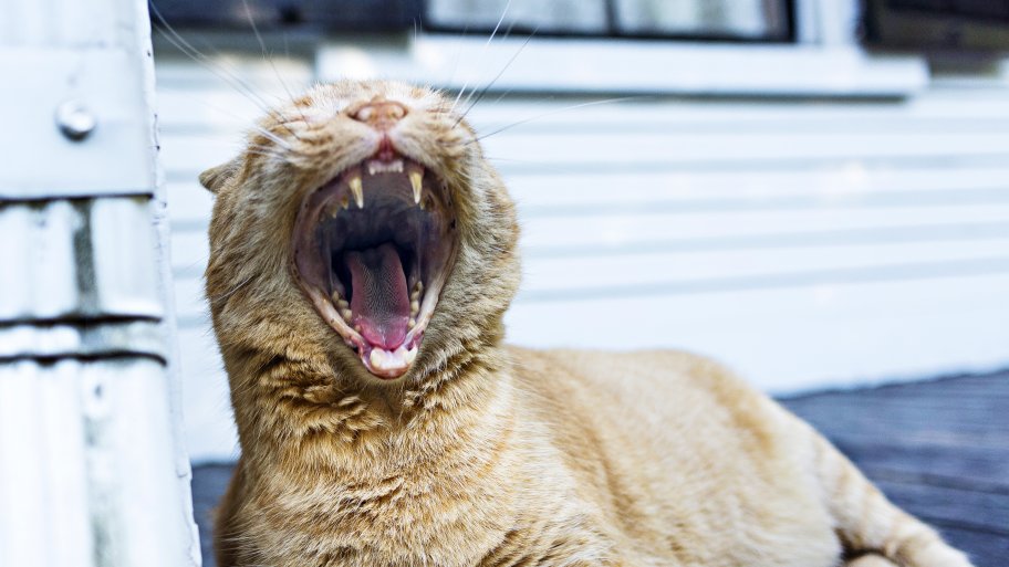 Cat laying on porch and yawning next to a downspout
