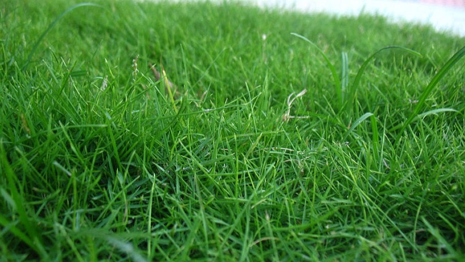 Tips on How to Choose Grass for Your Lawn  Angie's List
