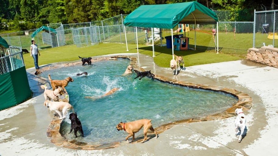 How Much Dog Day Care Cost How Much Dog Day Care Cost