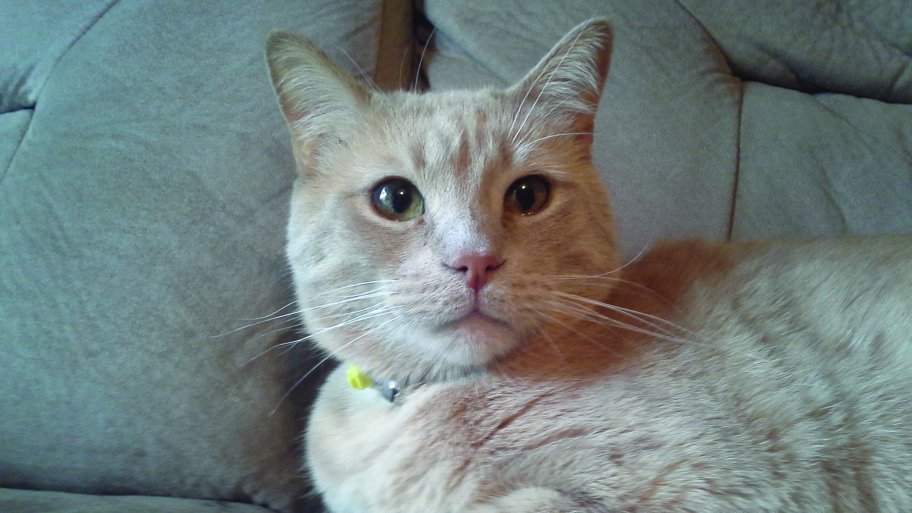 indoor cat