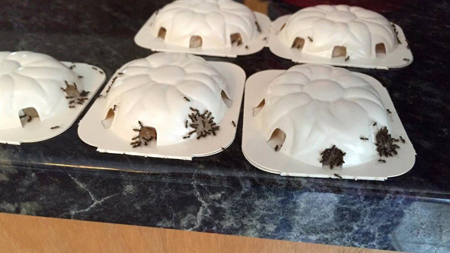 How To Get Rid Of Ants Angie S List Cers Of Ants Stuck In Gel Bait On Ant Traps