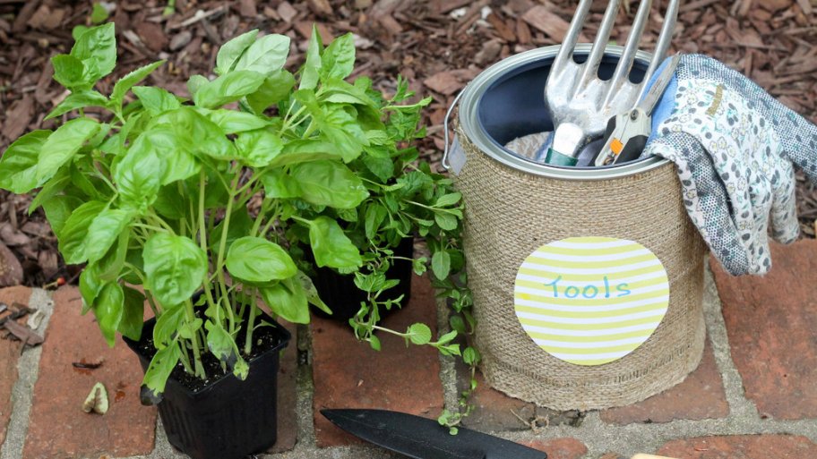 A potted plant with some small garden tools