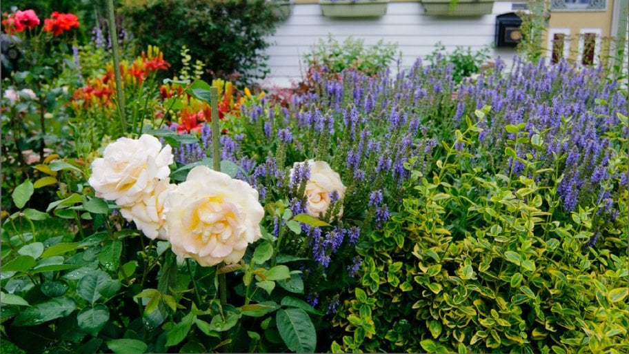 A garden with roses and lavender.
