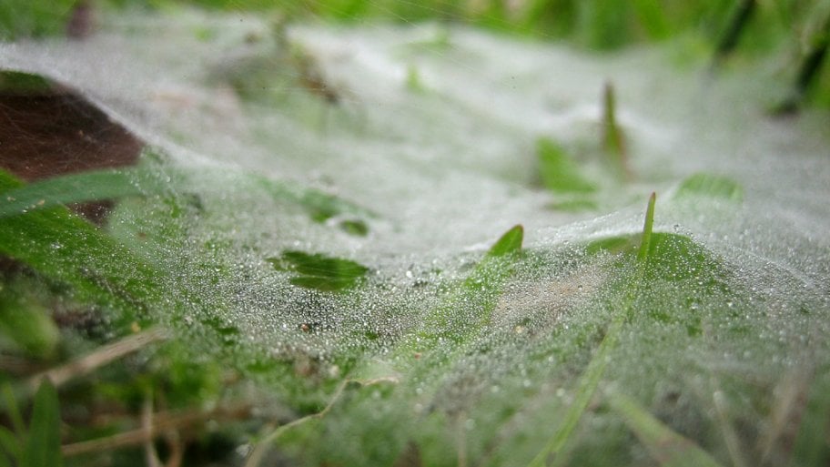 Mycelium webs on a lawn with morning dew