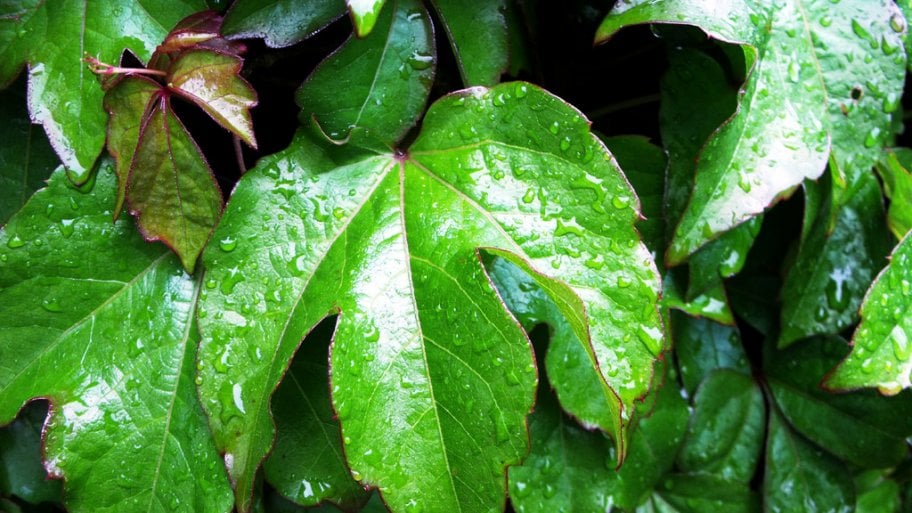 Boston Ivy plant