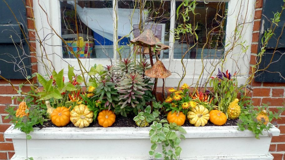 Best Plants For Fall Window Bo Angie S List Best Plants For Fall Window Bo