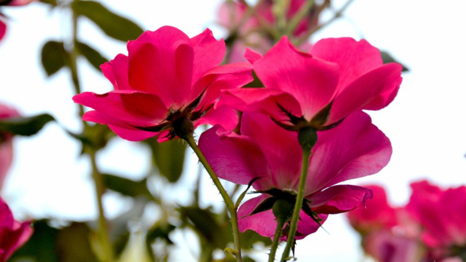A red Knock Out rose