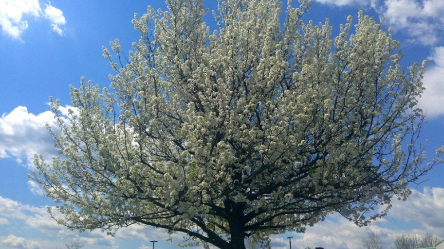 On the selection of species of trees for woodland crops and on the choice of the method of treatment