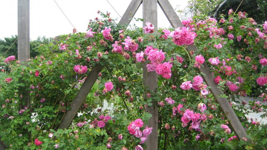 Flowering Vines And Climbing Plants For Pergolas And Trellises Flowering Vines, Climbing Plants for Pergolas and Trellises - Flowering Vines And Climbing Plants For Pergolas And Trellises