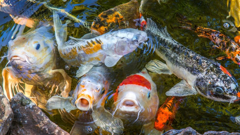 How To Pond Fish And Keep Them Alive Angie S List How To Pond Fish And Keep Them Alive Koi