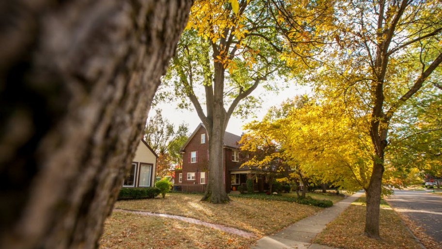 Fall colored leaves and trees in Indianapolis Meridian Kessler neighborhood