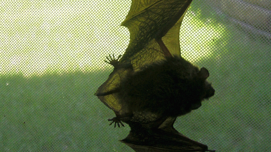 Help A Bat S In The House Angie List Bat Screen Door In The House