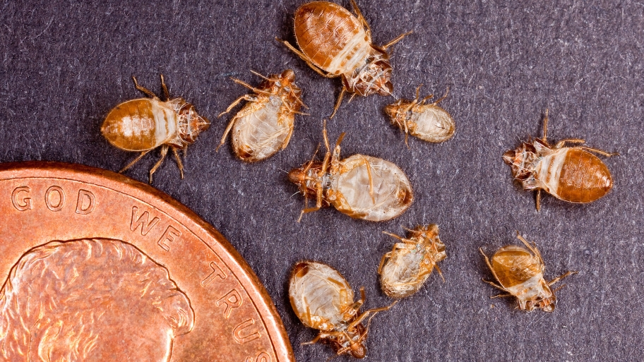 Where Do Bed Bugs Hide? Angie's List